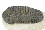Fat Morocops Trilobite - Ofaten, Morocco #341174-3